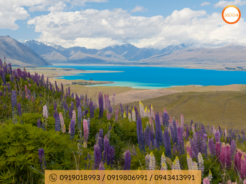 Hồ Tekapo - Du lịch 360Go